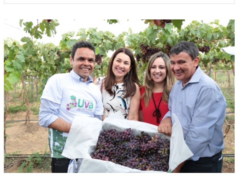 Gil Carlos, Margareth Coelho, Rejane e Wellington Dias exibem com orgulho as uvas de São João do Piauí